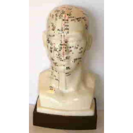 Modelo anatómico - Cabeça