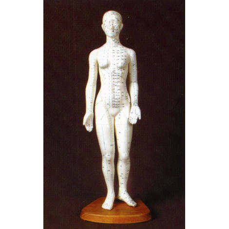 Modelo anatómico - 48 cm