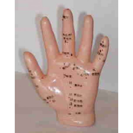 Modelo anatómico - Mão