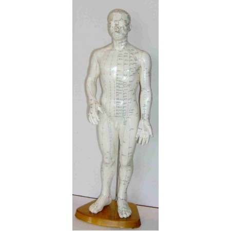 Modelo anatómico - 50 cm