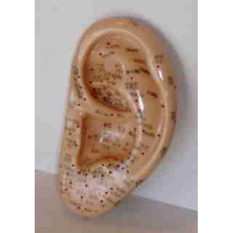 Modelo anatómico - Orelha