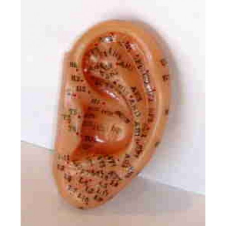 Modelo anatómico - Orelha tamanho natural