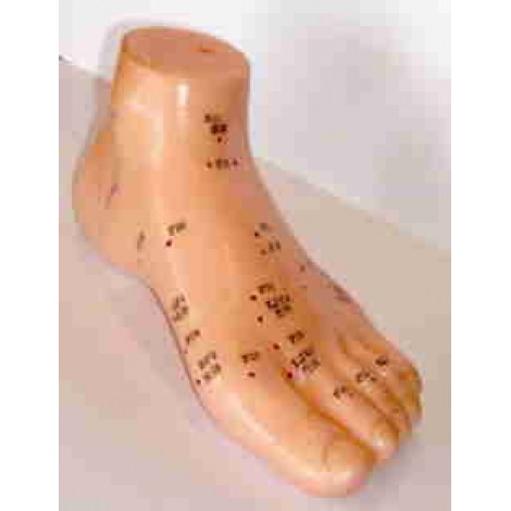 Modelo anatómico - Pé