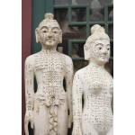 MODELOS ANATÓMICOS (8)